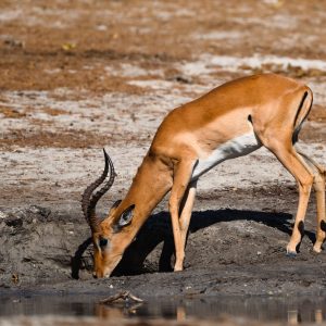 In order to avoid crocodiles this impala drank from a puddle next to the river.