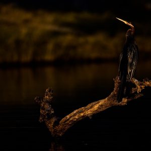An African Darter bird drying his feathers while he was waiting to go catch fish.