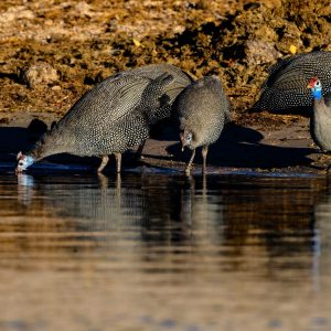 These helmeted guinea fowl came down to the Chobe river for a drink.