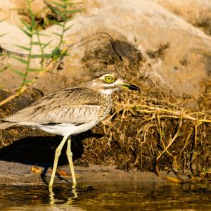 This water thick knee was hunting for a meal