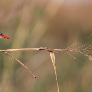 A malachite kingfisher getting ready to take off to go hunting for fish.