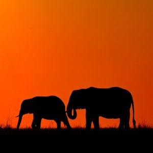 After struggling to cross the Chobe river this mother and daughter elephants finally reach firm