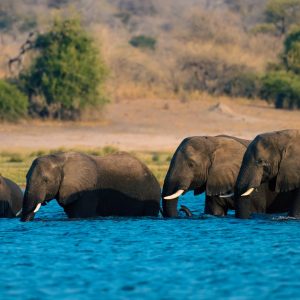 Although the Chobe river is not fast moving it is still a challenge to cross even for the Elephants