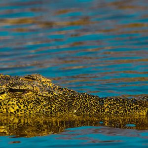A Nile crocodile swimming in the Chobe river looking for a meal.