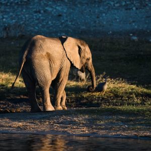 This baby elephant had wondered away from his mother and the rest of the herd but still remained