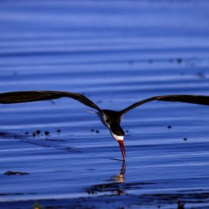 An African Skimmer bird searching for a meal.