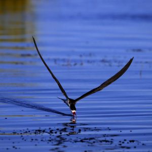 Keep on eyes on the fish