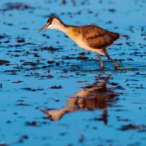 This Jacana bird was hunting for small fish in the river.