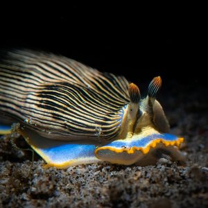 This nudibranch crawled out of the darkness into the light on the sub-straight