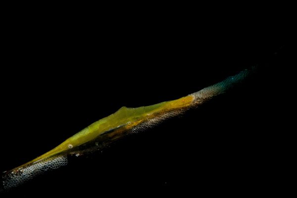 This sawtooth shrimp was endeavoring to stay out of the current by balancing on a part of the