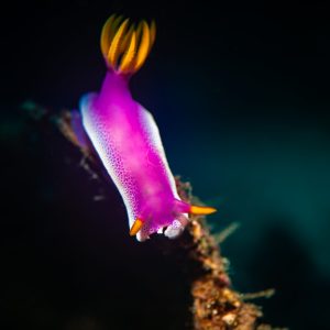 This nudibranch was searching for food and so it crawled down the reef looking for something to eat.