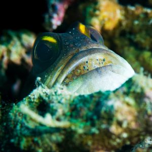 For jaw fish, the males incubate the eggs before the young fish hatch.