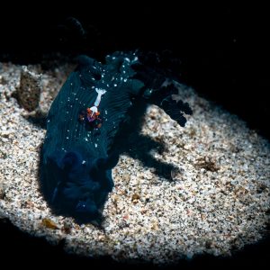 An imperial shrimp riding on the back of a gloomy tambja nudibranch.