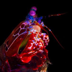 A peacock mantis shrimp has the fastest hands of any animal underwater and can strike a clam shell