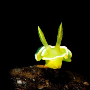 This nudibranch reminds me of lime green jello.