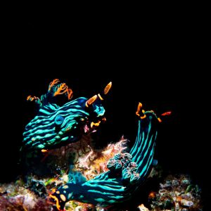 A pair of Nembrotha nudibranches circling before mating.