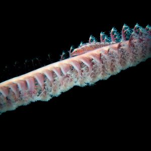 A goby resting on a sea pen in Anilao, Philippines.