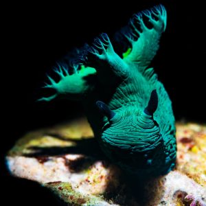 A nudibranch crawling on the sub-straight.