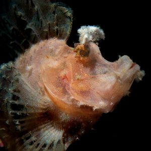 Rhinopias fish which are part of the scorpion fish family are among the 10 most rare fish in the