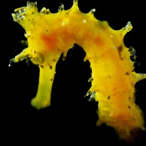 This seahorse was in relatively shallow water at about 40 feet and we found him on a cloudy rainy