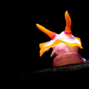 A nudibranch looking for a mate
