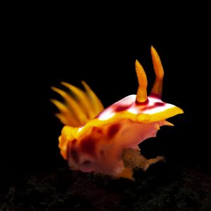 A nudibranch crawling over the sub-straight