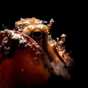 A coconut octopus fresh from hunting for a meal tried to hid in a clam shell so he could ingest the