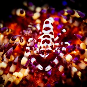 In order to protect themselves from predators, Coleman shrimp use the deadline spines of fire