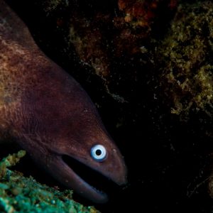 A white eyed eel hunting for a meal