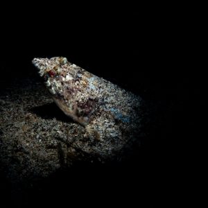 Lizard fish are stealthy hunters so they lay on the bottom of the ocean and partially cover