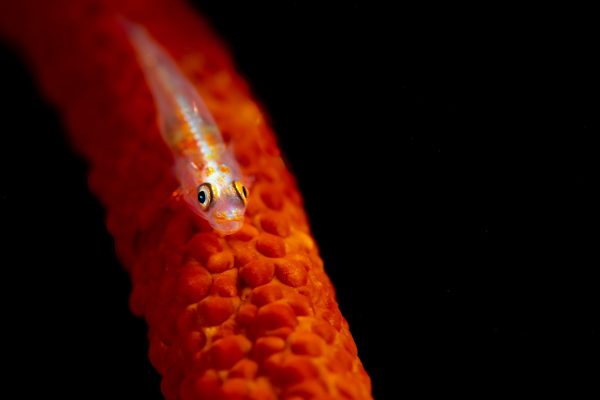 A goby fish resting on whip coral trying to avoid becoming another fishes lunch.