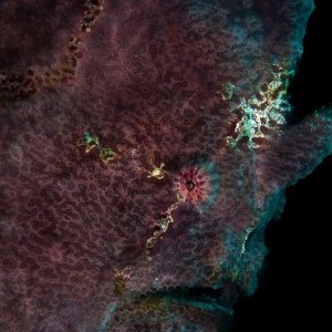 Frog fish are camouflage hunters so they necessarily stay in one place waiting for a meal to swim