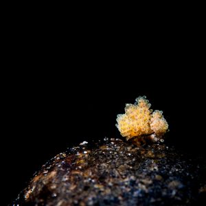 This Grape Doto nudibranch was crawling on the sub-straight in about 60 feet of water and crawled