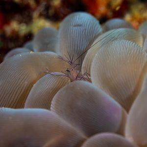 Bubble coral makes a good home for a variety of creates including this small shrimp.