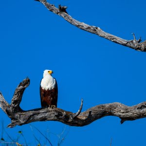 Early in the morning this African fish eagle was warming up in the sun before moving forward with