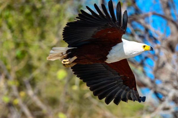 The African Fish Eagle has a broad wing span and covers a lot of territory with each beat of its
