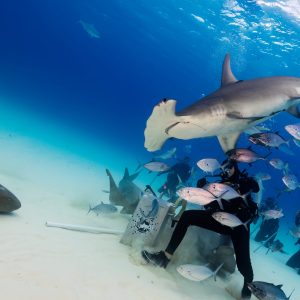 This hammerhead surprised the dive feeder several times by swimming over her head and down rather