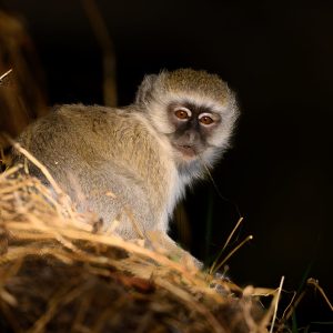 This vervet monkey was waiting for the rest of the troupe of monkeys to reach this high perch in