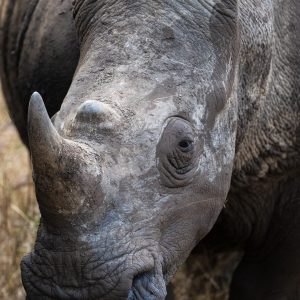 It is estimated that there are less than 10,000 white rhinos left in the wild. This old male is an