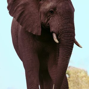 This elephant we found in the oldest national park in South Africa. She walked right down the path