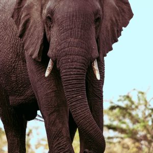 Just when you think it will be quiet, an enormous elephant can walk out of the bush in South Africa.