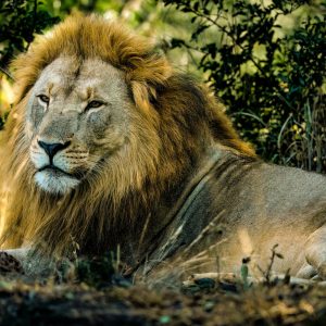 After a long night of protecting the pride from intruding lions from another pride.