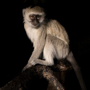 This vervet monkey was waiting for the rest of the troupe to catch up with him.