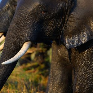 As the herd of elephants got out of the Chobe river they lined up showing their tusks in the last