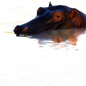 A pensive hippo resting in the water waiting to see where the herd would move to next.