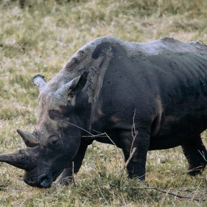 There are fewer than 4,000 black rhinos left in the bush. It is a rare event to see a full grown