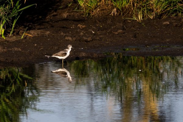 At the end of the day this stick knee bird landed on a small pond and was hunting for a meal.