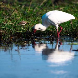 A spoon bill stork hunting for food in the Chobe River.
