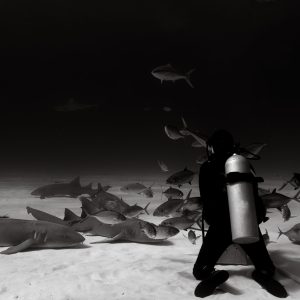 A large school of nurse sharks rest in front of the diver in hopes of being fed.