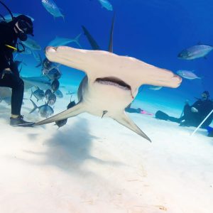 The hammerhead shark swims through the dive site after eating the bait.